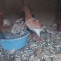 کبوتر
