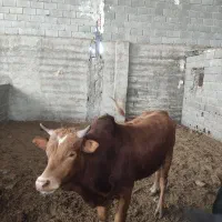 گوساله نر