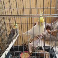 عروس هلندی