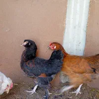 مرغ گلین پنگوهنی ودوتامرغ فریح