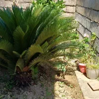 سیکاس ۴ ساله