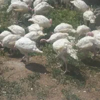 وبوقلمون بیوتی همه یکجا باخریدار کنار میام