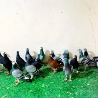 کبوتر پولکی و سبز خطی المانی