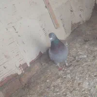 کفتر|پرنده|بجنورد, |دیوار