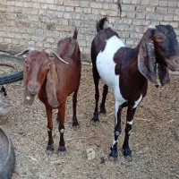 گوسفند.بز.بره