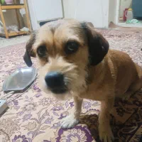 واکسنهاش زده شده و خیلی باهوشه
