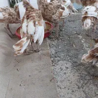 ۲۲ قطعه بوقلمون بوربون ۵ ماهه