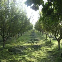 فروش-باغ