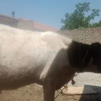 گوساله نر
