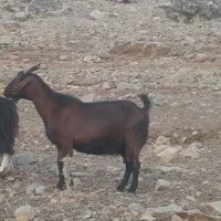 بز شیرا
