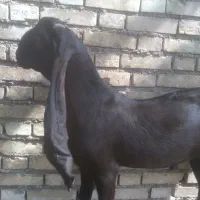 بزپاکستانی اصل