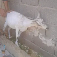بز  خارجی