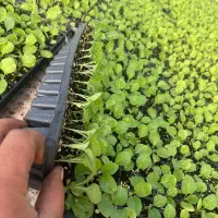 2نشا|خدمات باغبانی و درختکاری|اسفراین, |دیوار