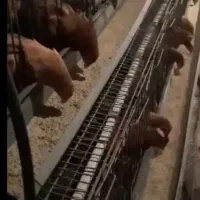 قفس مرغ تخم گذار