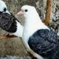 جوجه کفتر گم شده