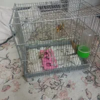 قفس سهره غلامی با تمام لوازم زیر قیمت