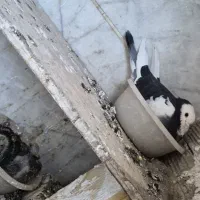 کفتر  کبوتر