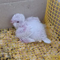 راهب سرلاکی آلبینو