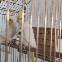 عروس لوتینو نر