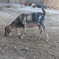 بره ومیش بزغال پارسال چپش چاق درجه یک