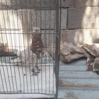 سور هفت رنگ