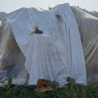 کاه و کلش رنه هاشمی