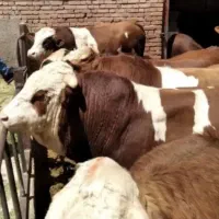 قصاب سلاخ شبانه روزی