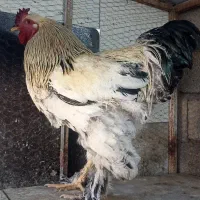 برهما تخم نطفه دار و جوجه برهما