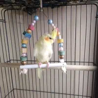 جوجه عروس هلندی لوتینو سه ماهه دون خور