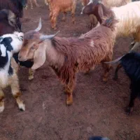 کهره چپشت بز نر چپشت چاق