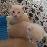 بچه گربه
