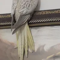جفت عروس معاوضه