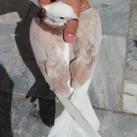 کفتر کبوتر شازده هما سرور ماده