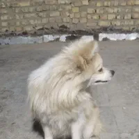 سگ پامر|سگ|خمینی‌شهر, |دیوار