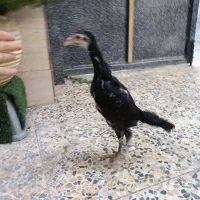 جوجه اوشامو