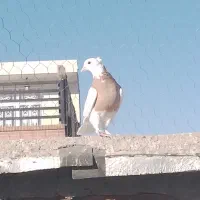 سه تا کفتر خوب