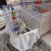 عروس هلندی