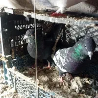 کفتر|پرنده|مشهد, شهرک بهارستان|دیوار