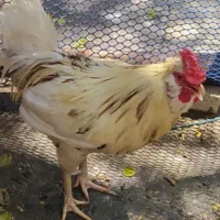 خروس و اردک
