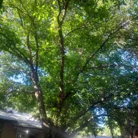 500-متر-زمین-در-فاز-3-خیابان-شمشاد
