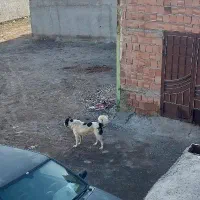 سگ گله