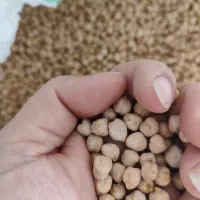نخود تازه عمده