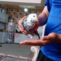 کفتر