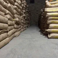 بذر ذرت علوفه ای سینگل کراس704