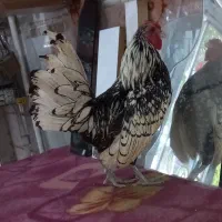 مرغ و خروس زینتی