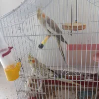 عروس  هلندی