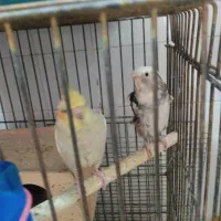 یک جفت عروس هلندی