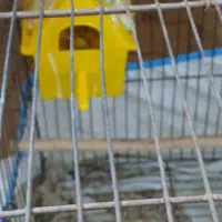 یه جفت فنج مولد