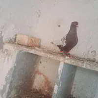 سینه قهوه ای