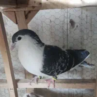 ساده مگسی